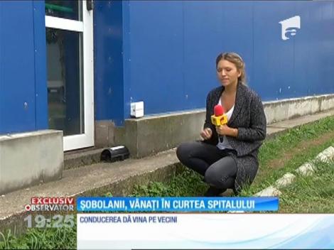 Imagini revoltătoare! Șobolanii, vânați în curtea Institutul de Boli Infecţioase "Matei Balş"