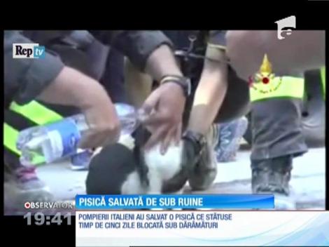 Pisică salvată de sub ruine