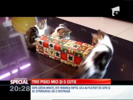 Special! Trei pisici mici și o cutie