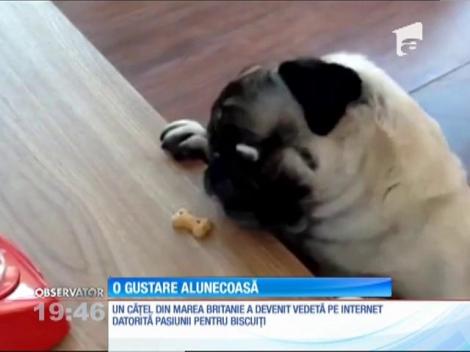 Pasiunea pentru biscuiţi crocanţi l-a transformat în vedetă pe Internet