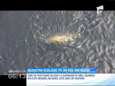 Alertă în Buzău, după ce mii de peşti morţi au fost găsiţi pe valea unui râu