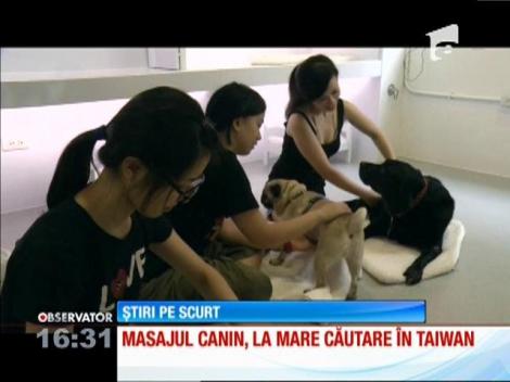 Masajul pentru câini, la mare căutare în Taiwan