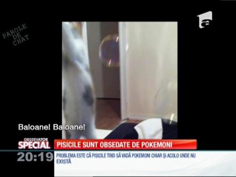 Special! Pisicile sunt obsedate de pokemoni