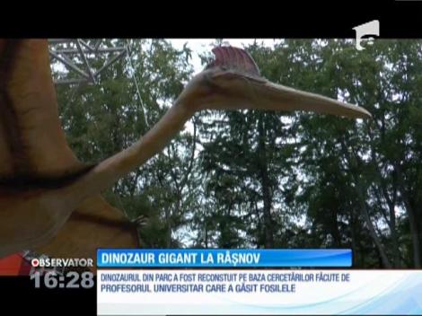 Cel mai mare dinozaur zburător, la Rășnov