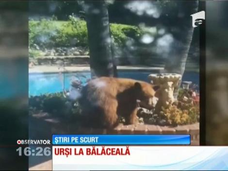 Urși la bălăceală