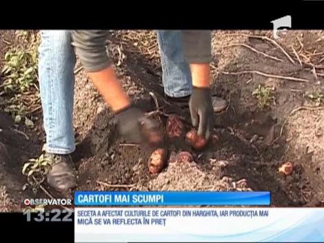 Renumiţii cartofi din Harghita devin, încet încet, legumele cu preţ mare