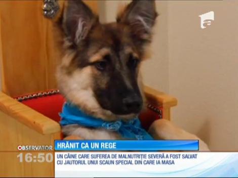 Cățel, hrănit ca un rege