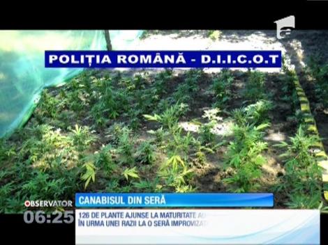 Seră de canabis, descoperită în Tecuci