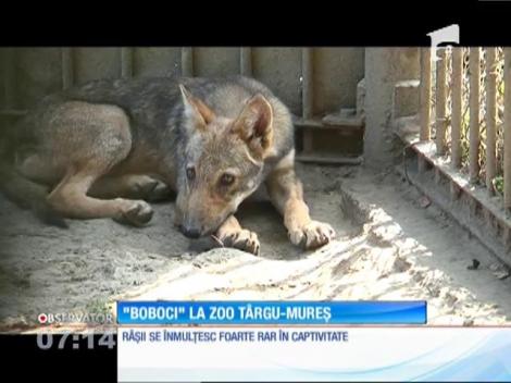 ”Bobocii” de la Grădina Zoologică din Târgul Mureş