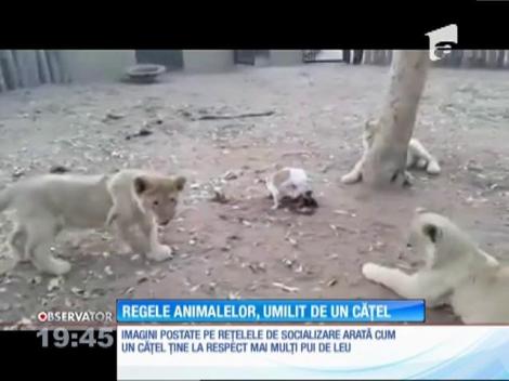 Lei umiliți de un cățel!