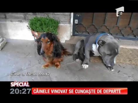 Special! Câinele vinovat se cunoaşte de departe