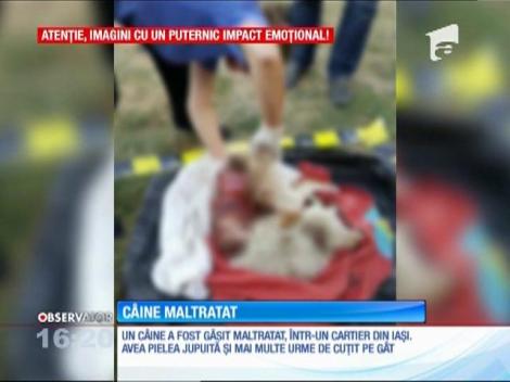 Câine găsit maltratat, într-un cartier din Iaşi