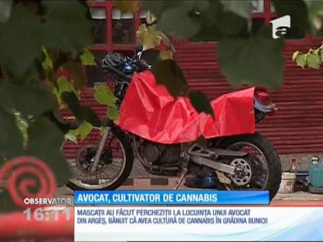 Mascaţii au făcut percheziţii la locuinţa unui avocat din Argeş, bănuit că avea cultură de cannabis în grădina bunicii