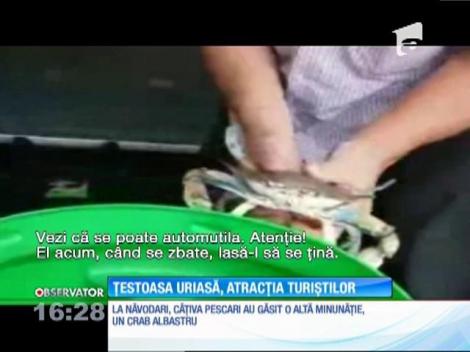 Broasca ţestoasă uriașă naufragiată pe plaja de la Vadu a ajuns momentan la delfinariu din  Constanța