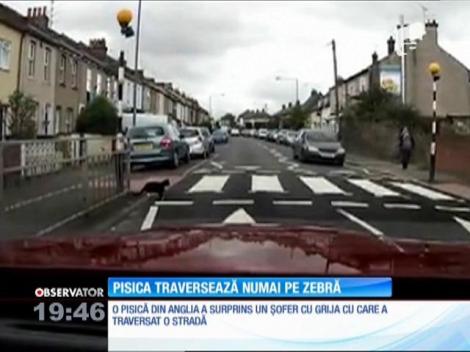 O dată, de două ori, tot timpul! O pisică a cucerit internetul după ce a fost filmată cum traversează strada numai pe trecerea de pietoni (VIDEO)