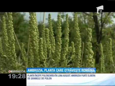 Ambrozia, planta care face ravagii printre alergici