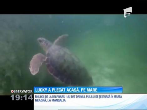 Lucky, broasca ţestoasă eşuată pe plaja din Vadu a fost eliberată