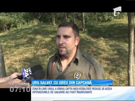 Un urs a rămas captiv într-un gard de sârmă în Comarnic