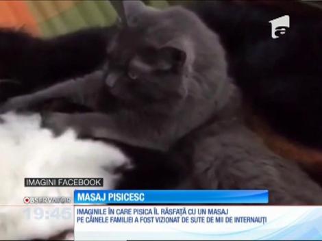 Prietenie de pomină! Un câine primeşte un masaj "pisicesc" de relaxare de la ”prietena” lui