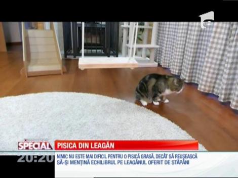 SPECIAL! Pisica din leagăn