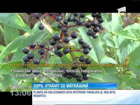 Un copil de 11 ani din Piatra Neamţ a ajuns la spital după ce a mâncat fructe de mătrăgună