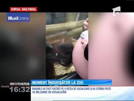 Moment emoţionant la o grădina zoologică din Marea Britanie. Un urangutan a sărutat burta unei vizitatoare însărcinate prin geamul cuştii sale