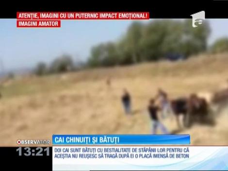 Imagini şocante într-o comună din Bacău! Doi cai înhămaţi la căruţă, biciuiţi cu bestialitate