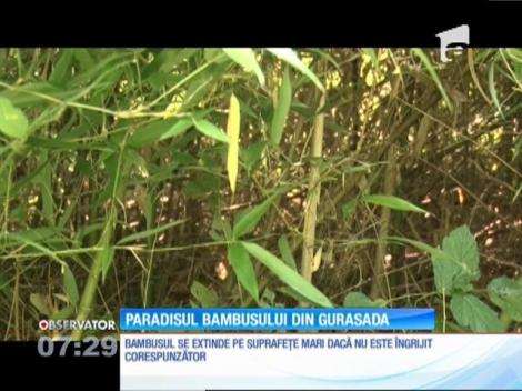 În ce ţară trăim... Prima plantaţie de bambus din România, dată uitării într-o comună din Hunedoara