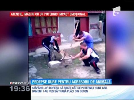 Pedepse dure pentru agresorii de animale