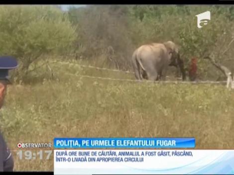 Poliţiştii din Vâlcea au avut o misiune inedită: recuperarea unui elefant scăpat de la circ