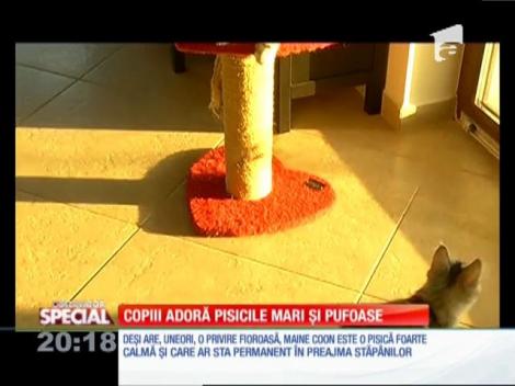 Special! Copiii adoră pisicile mari şi pufoase