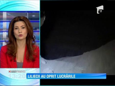 Nu firma de construcţii, nu lipsa fondurilor, ci... liliecii! Lucrările pe autostrada Deva - Lugoj, blocate dintr-un motiv uimitor
