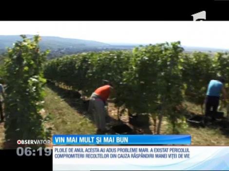 Podgoria Aradului, una dintre cele mai cunoscute din Rom&acirc;nia