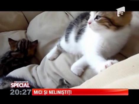 Special! Puii de pisică, mici și neliniștiți