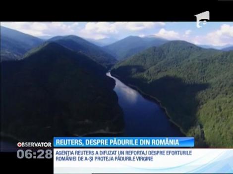 Tăierile ilegale de lemn din pădurile noastre au devenit subiect de interes internaţional. Agenţia Reuters a realizat un reportaj despre pădurile virgine din România