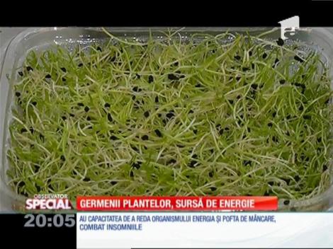 Special! Germenii plantelor, sursă de energie