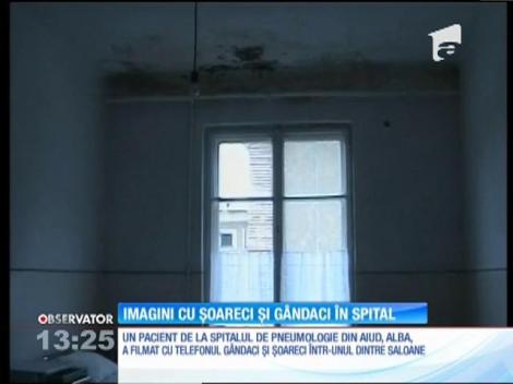 Imagini cu șoareci și gândaci într-un spital din Alba