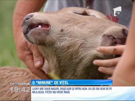 Vițelul cu două feţe!