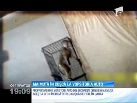 Maimuță maltratată într-o vopsitorie auto