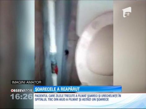 Şoarecii din Spitalul TBC Aiud par imuni la deratizare