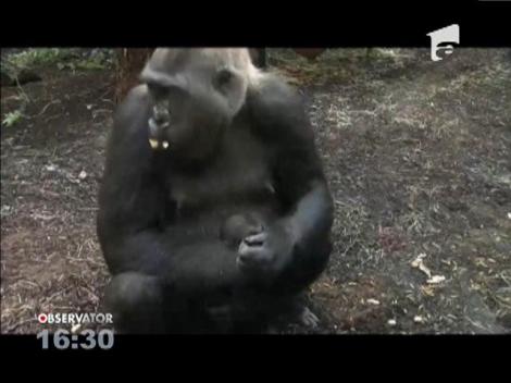 O gorilă devenită mamă, vedetă la zoo