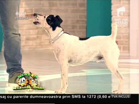 Tipi Tip, cel mai energic câine