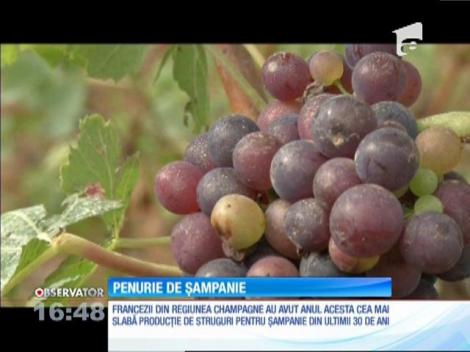 Recolta de struguri din regiunea Champagne, cea mai slabă din ultimii 30 de ani