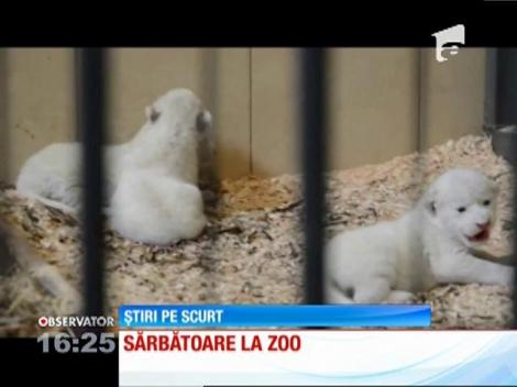 Patru lei albi, născuți la o grădină zoologică din Polonia