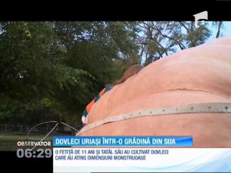 O fetiţă de 11 ani are în grădină un dovleac cu mult mai mare şi mai greu decât toţi membrii familiei ei la un loc
