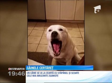 Un câine face furori pe internet pentru că nu-şi lasă stăpânul să vorbească
