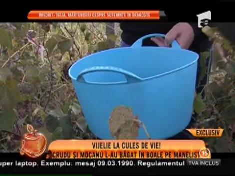 Cruduţa şi Ana Mocanu l-au adus pe Vali Vijelie în pragul unei crize de nervi!