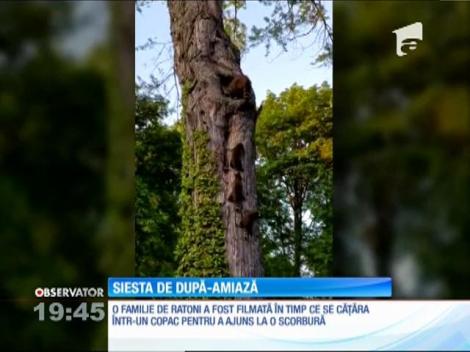 O familie de ratoni a fost surprinsă în timp ce se cocoţa pe un copac înalt ca să intre în scorbură