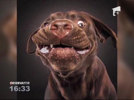 Portretul unui câine înfometat