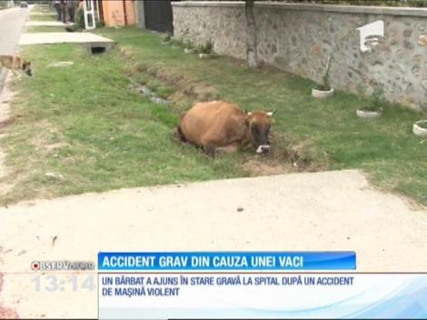 Accident grav din cauza unei vaci